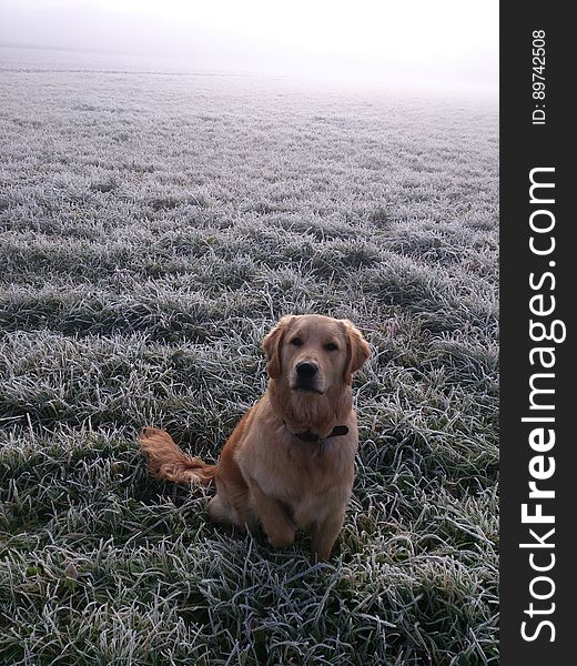 Golden Retriever In Frosty Moorland