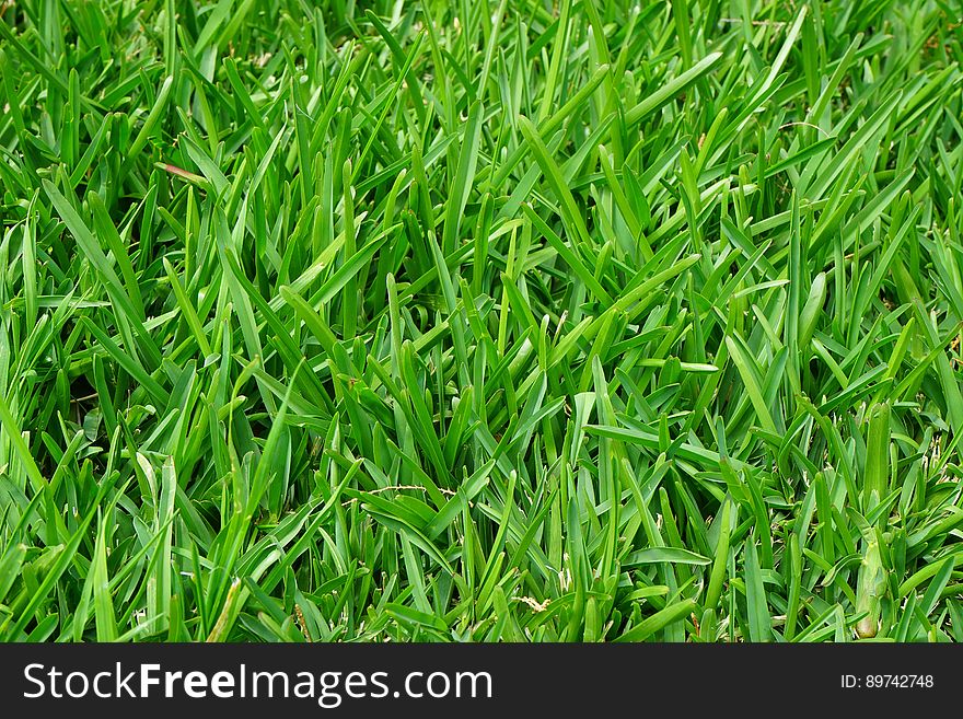 Green Grass Field