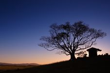 Tree Silhouette Sunset Royalty Free Stock Photo