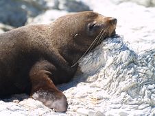 Australasian Fur Seal (Arctocephalus Forsteri) Stock Photography Australasian Fur Seal (Arctocephalus Forsteri) Stock Photography