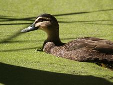Brown Duck In A Pond Of Green Royalty Free Stock Photo