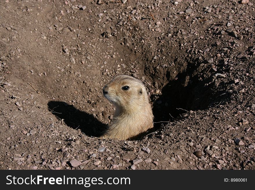 Prairie dog loocking out of his home