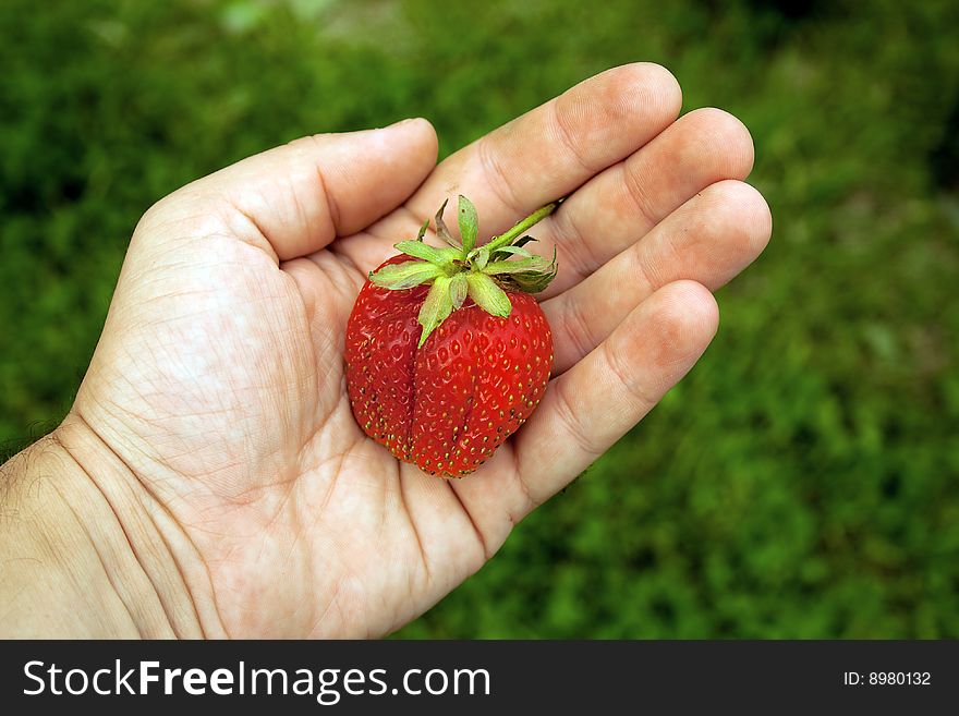 Fresh juicy strawberry in reliable hands. Fresh juicy strawberry in reliable hands