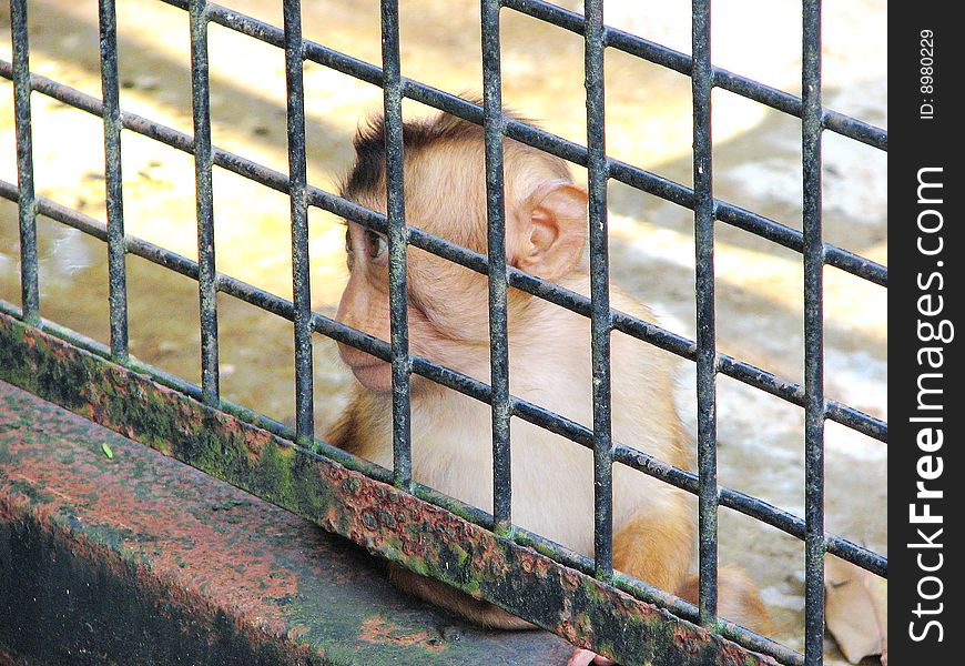 This little monkey is captured inside the cage. is it asking groundnuts from tourist, or it is asking for freedom?