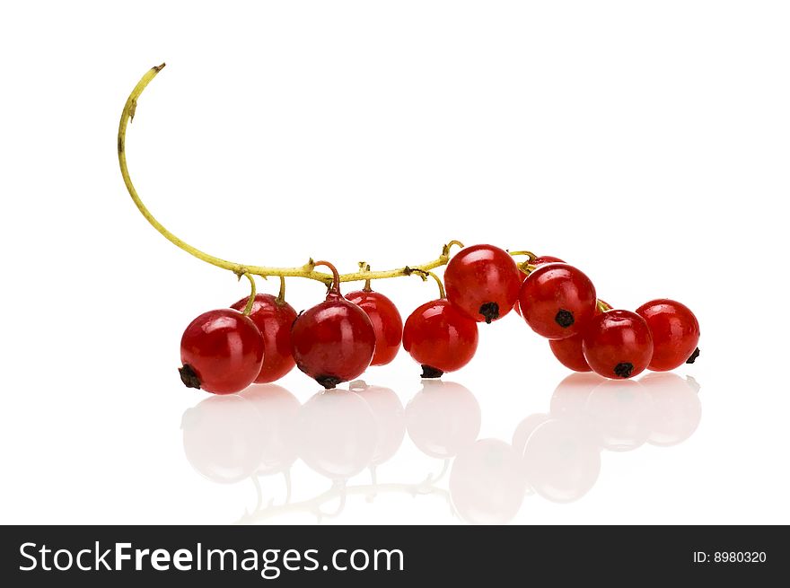 Red Currant Isolated