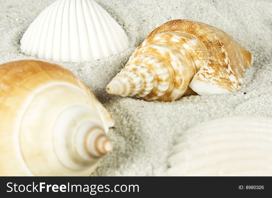 Shells in the sand at the beach. Shells in the sand at the beach