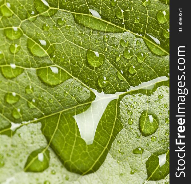 Leaf with drops close-up background