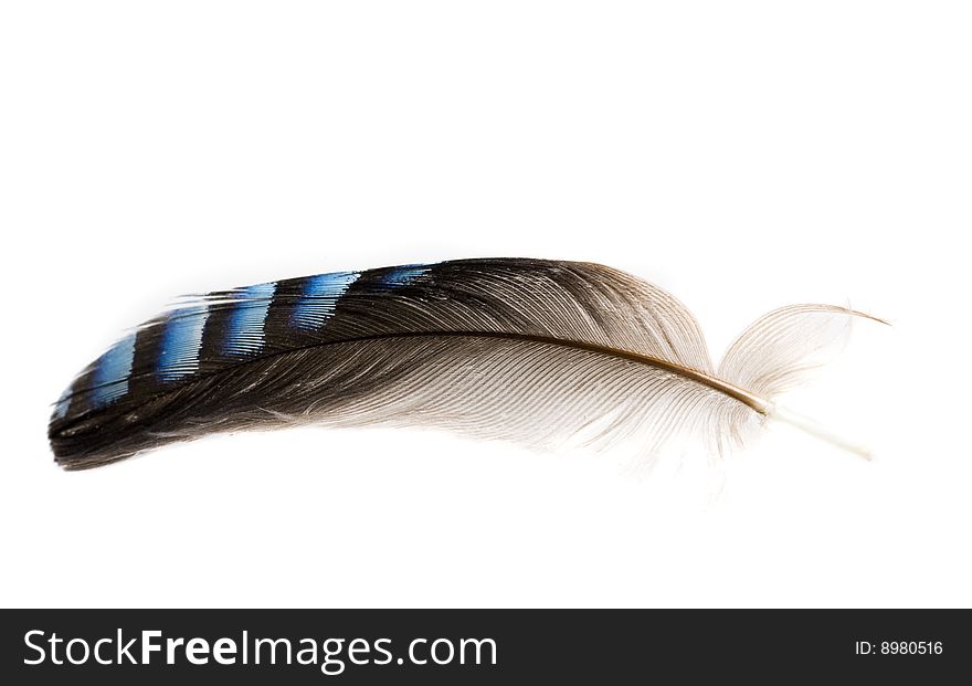 Single feather on white isolated