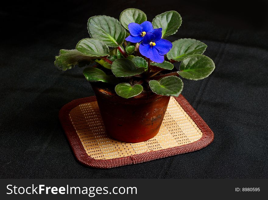 Violet in flower pot on black silk. Violet in flower pot on black silk