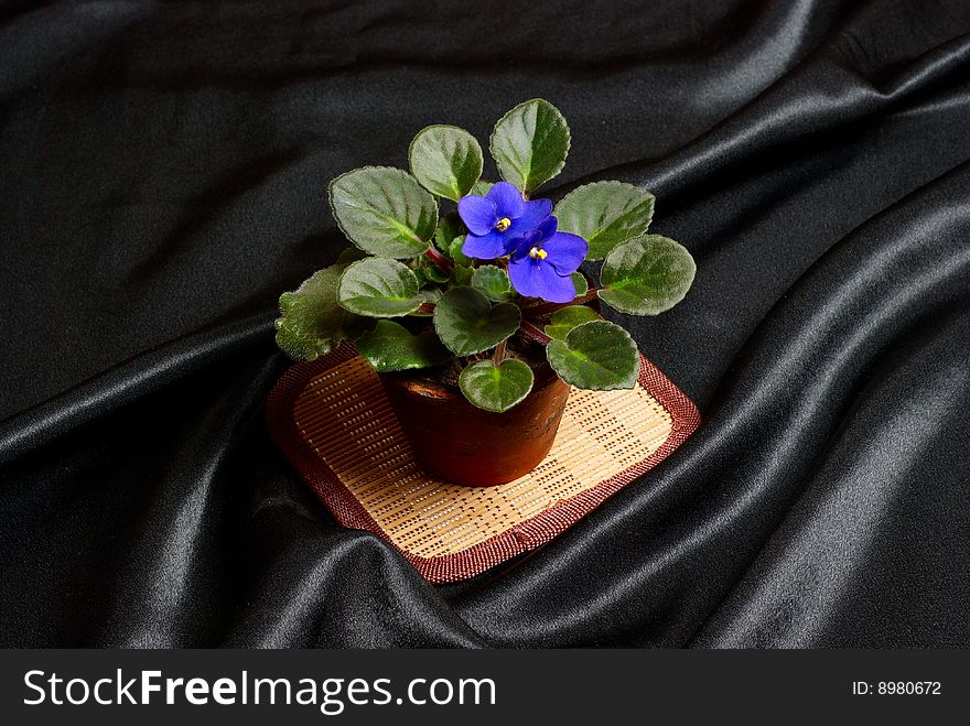 Violet in flower pot on black silk. Violet in flower pot on black silk