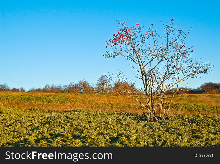 Little dogrose bush without leaves with ripe red hips on yellow autumn meadow in clear sunny weather. Little dogrose bush without leaves with ripe red hips on yellow autumn meadow in clear sunny weather