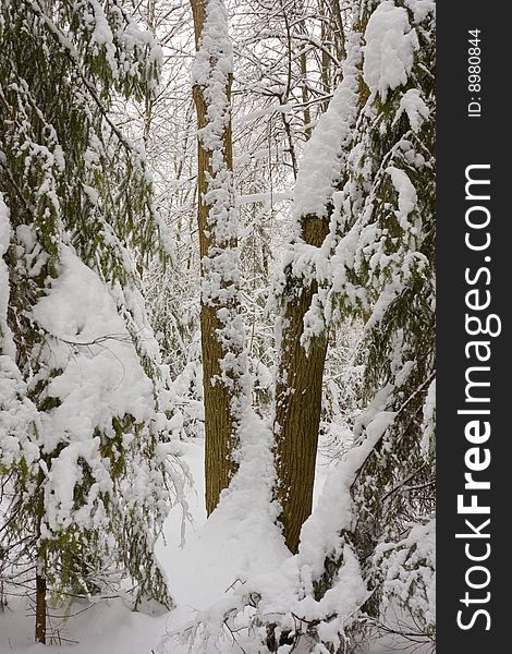 Beautiful winter forest. Trees are covered with fresh snow. Beautiful winter forest. Trees are covered with fresh snow.