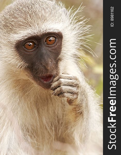 A vervet monkey, cercopithecus aethiops, in a pensive pose. A vervet monkey, cercopithecus aethiops, in a pensive pose.