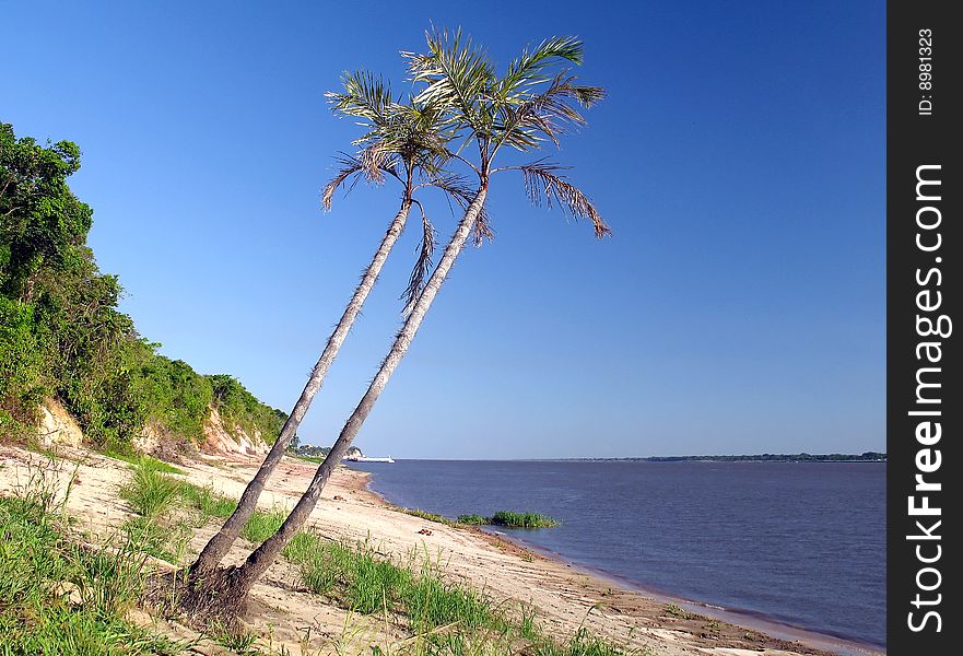 Amazon river and palms - Amazonia - Brazil