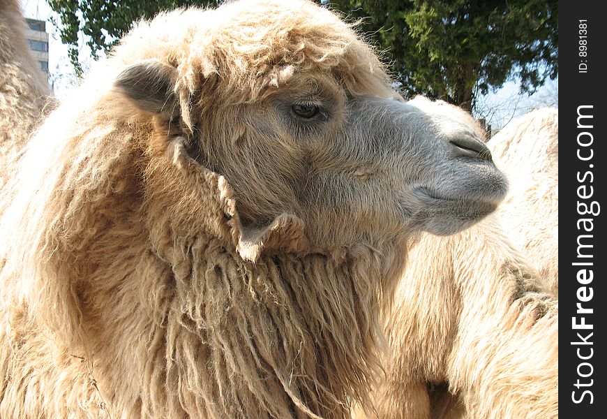 Closeup of camel head in a sunny day