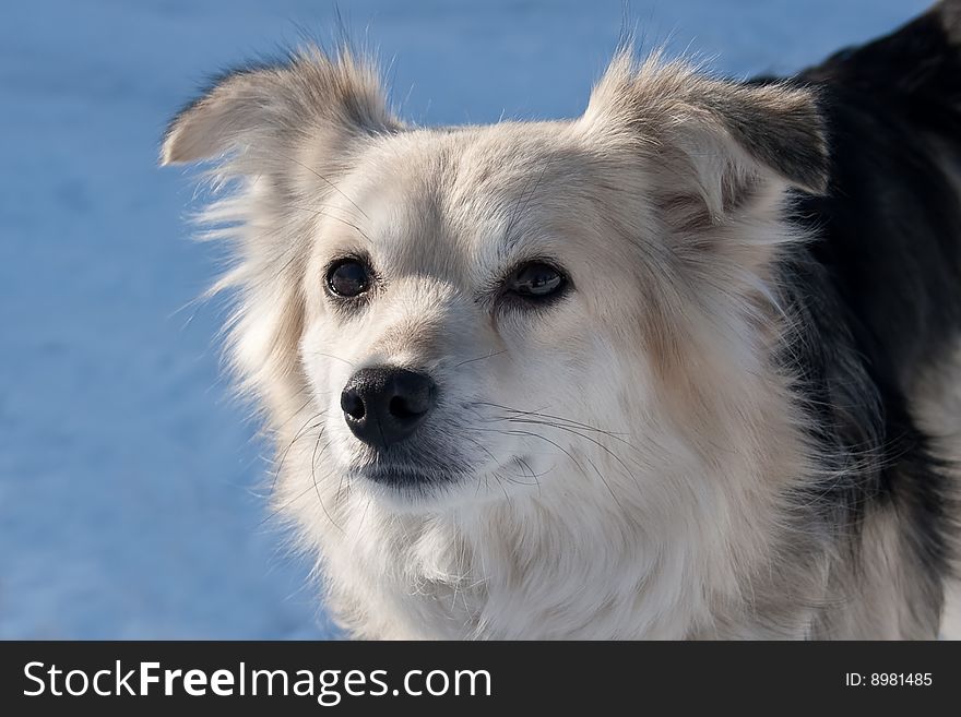 Fair mongrel dog looking attentively. Shallow depth-of-field.