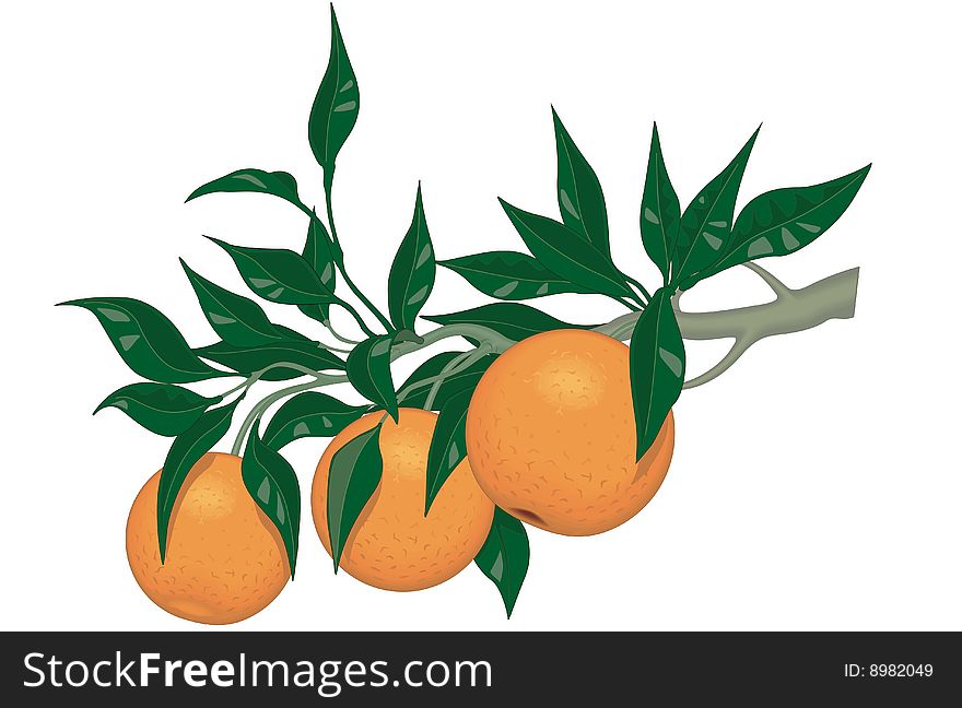 Still Life on a composition of oranges on a white background