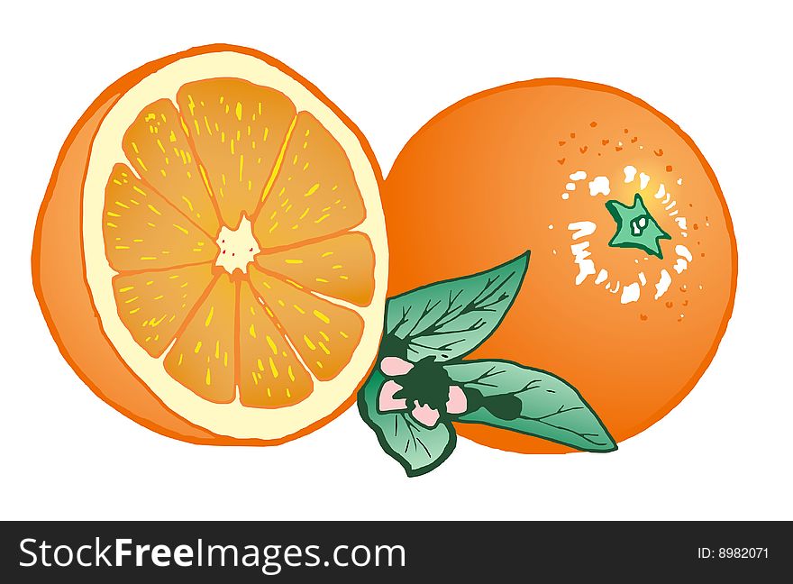 Composition Of Oranges