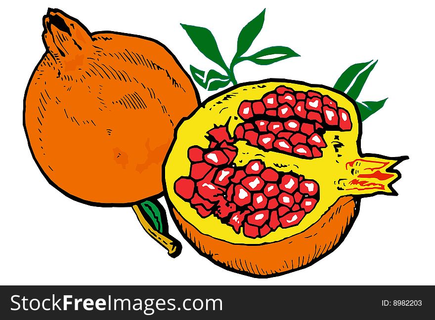 Illustration  of Pomegranates