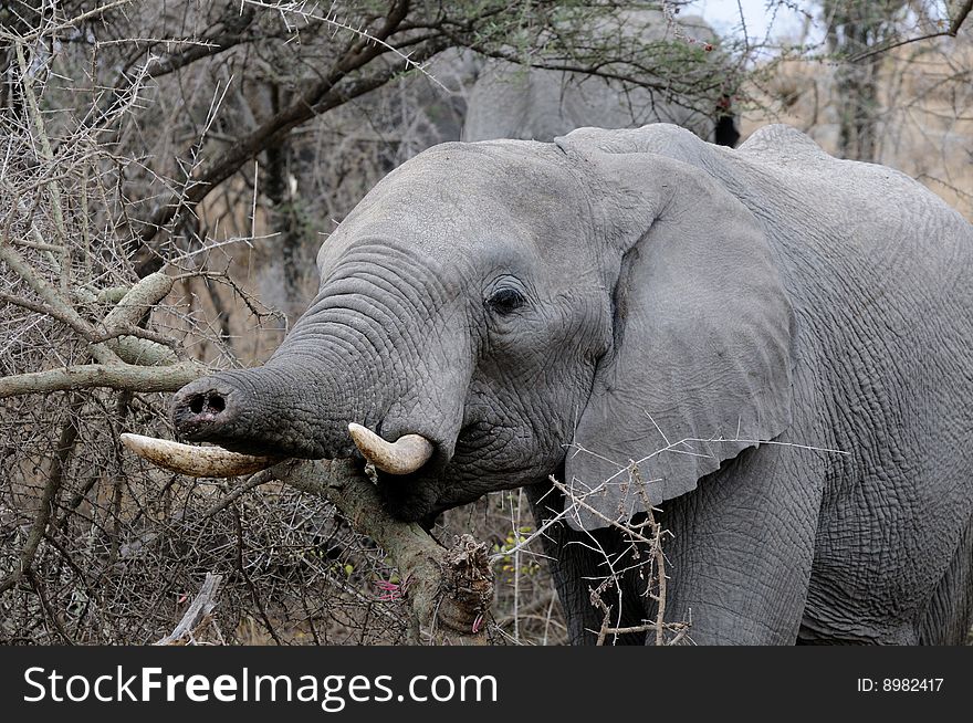 An Elephant in The Serengeti with a Truncated Trunk. An Elephant in The Serengeti with a Truncated Trunk