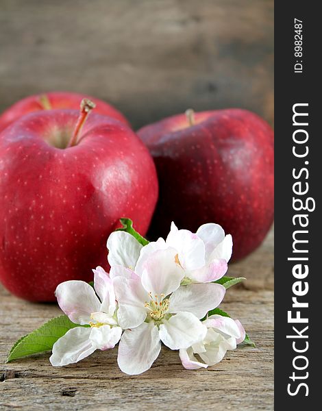 Close up of blooms from an apple tree with three apples in the background. Room for text. Close up of blooms from an apple tree with three apples in the background. Room for text.
