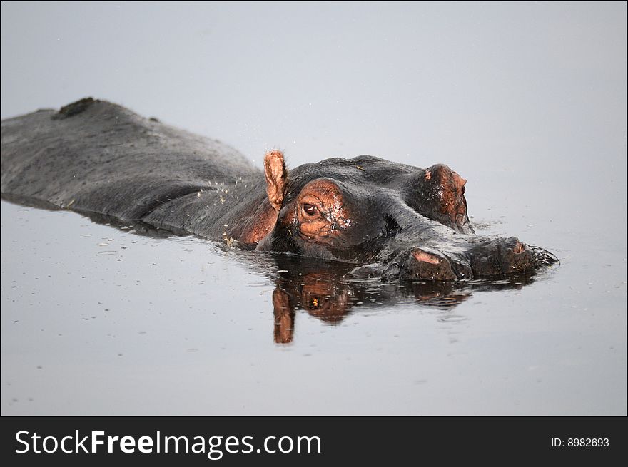 Hippo lazy in a watering hole. Hippo lazy in a watering hole