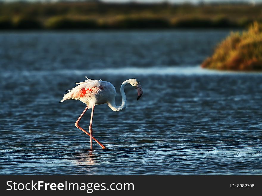 Flamingo in sunset. Camargue, France. Flamingo in sunset. Camargue, France.