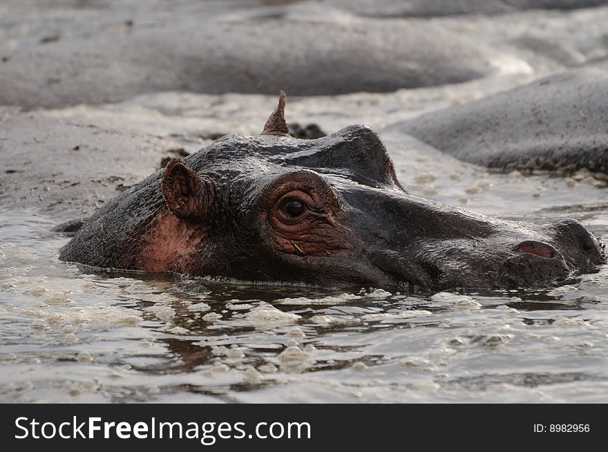 Hippo lazy in a watering hole. Hippo lazy in a watering hole