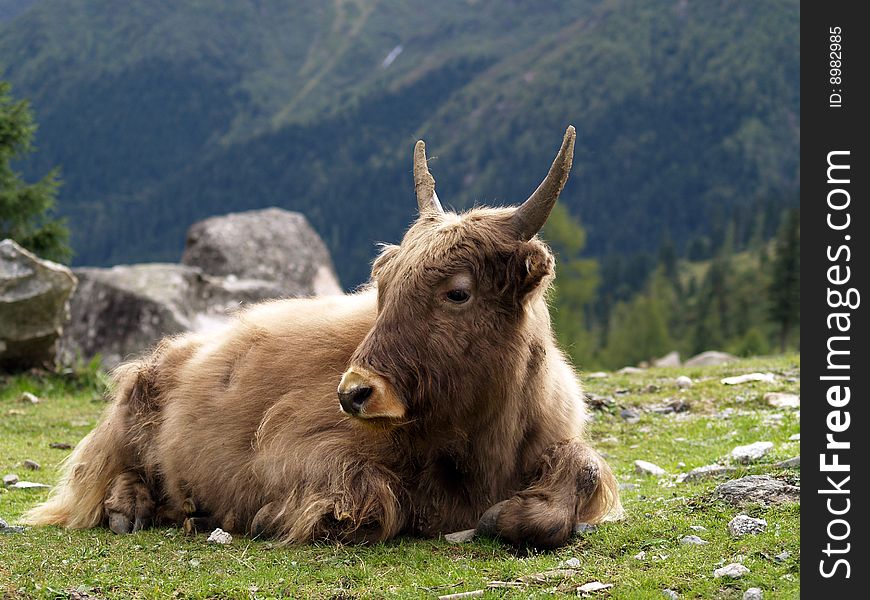 A cow with long curly hair lying on a highland in Sichuan, China