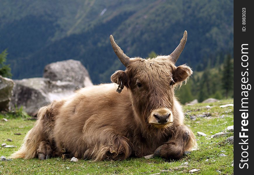 A cow with long curly hair lying on a highland in Sichuan, China. A cow with long curly hair lying on a highland in Sichuan, China
