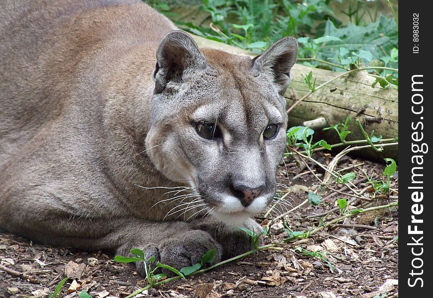 Puma crouching watching potential prey or rival.