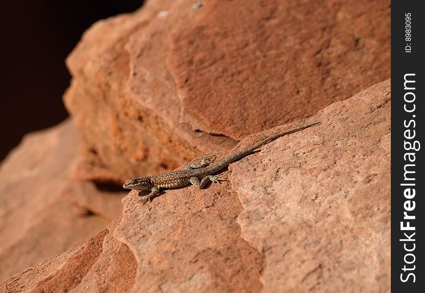 Lizard sunning itself on sanstone rock