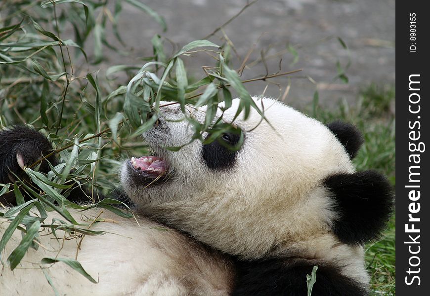 A cute panda in Sichuan, China
