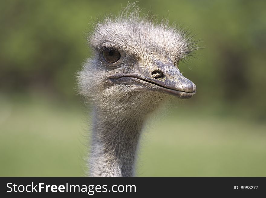 Big Ostrich on the meadow. Big Ostrich on the meadow