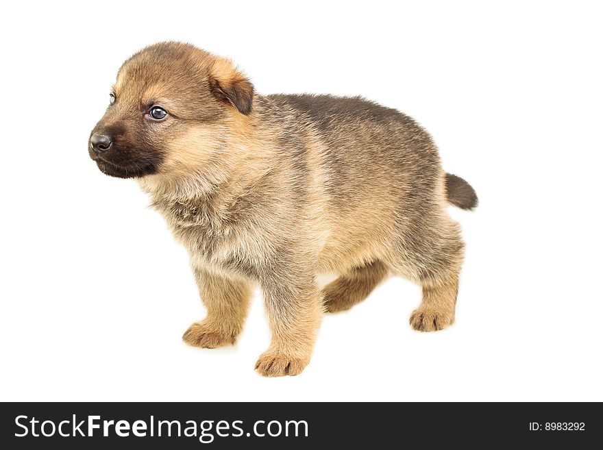 Germany shepherd puppy isolated on white background