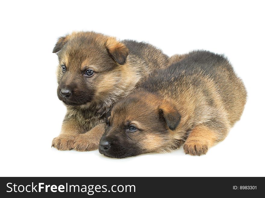 Germany sheep-dogs puppys isolated on white background