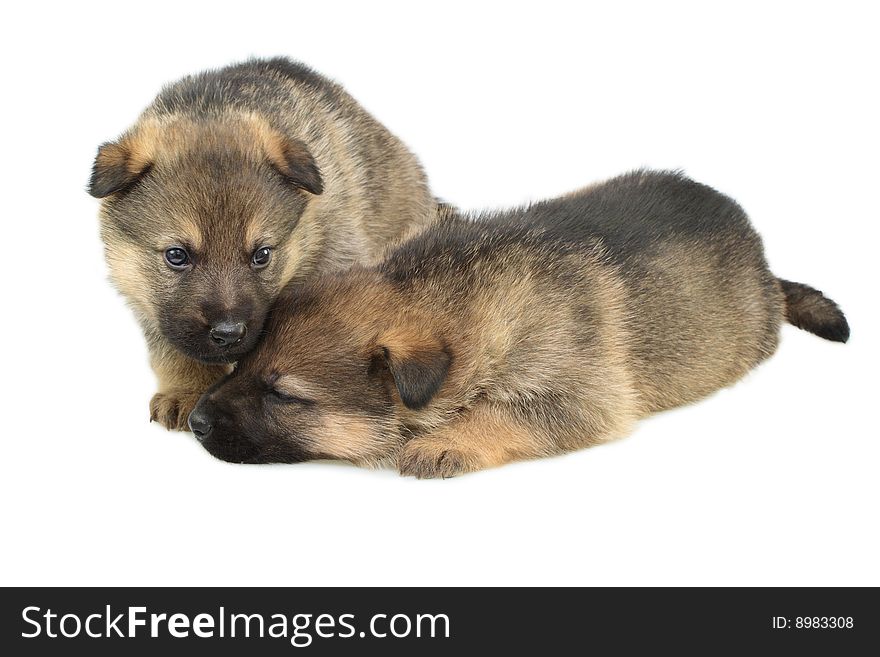 Germany sheep-dogs puppys isolated on white background