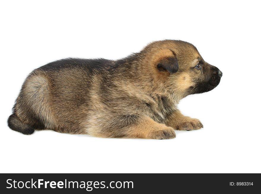 Germany shepherd puppy isolated on white background