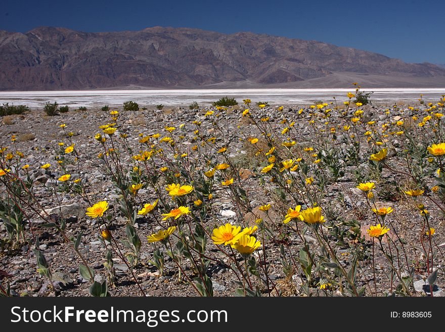 Blooming flowers in death valley desert