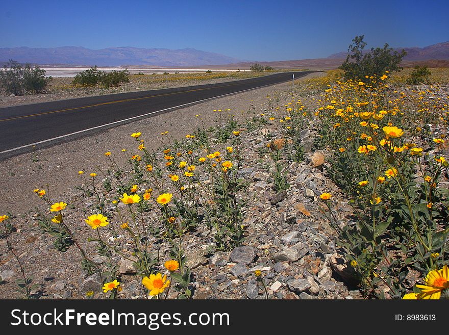 Blooming flowers in death valley desert