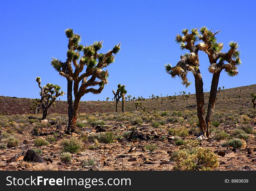 Joshua trees in Death valley desert. Joshua trees in Death valley desert