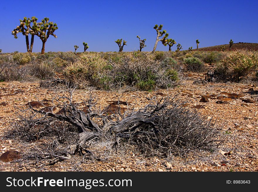 Joshua trees in Death valley desert. Joshua trees in Death valley desert