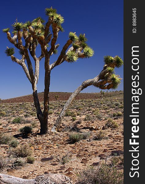 Joshua trees in Death valley desert. Joshua trees in Death valley desert