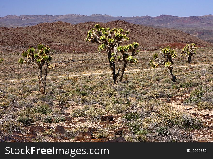 Joshua trees in Death valley desert. Joshua trees in Death valley desert
