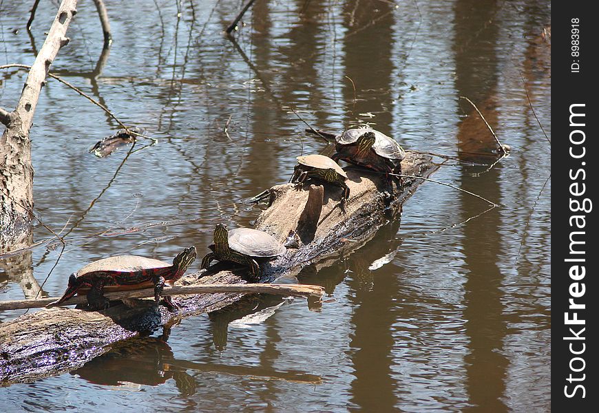 4 turtles sun bathing on a log. 4 turtles sun bathing on a log