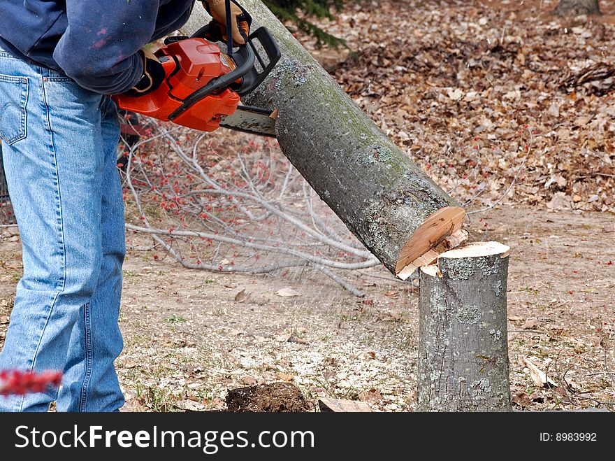 Man using a chainsaw to cut down a maple tree. Man using a chainsaw to cut down a maple tree.