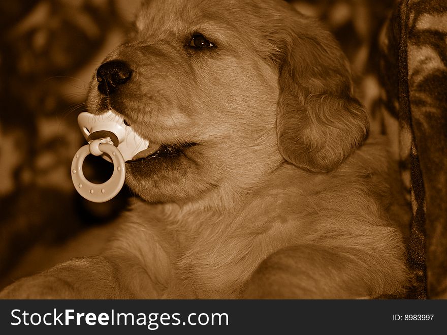 Golden retriever puppy with pacifier in sepia tones. Golden retriever puppy with pacifier in sepia tones.