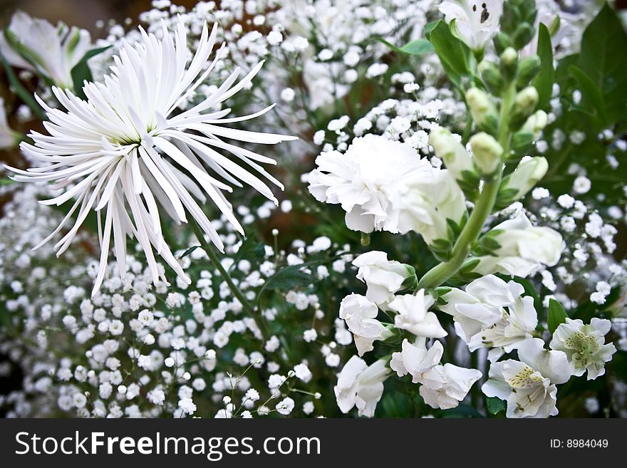 White flowers and baby's breath. White flowers and baby's breath