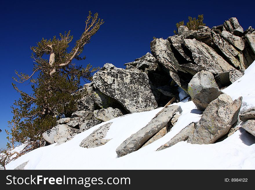 Lake tahoe in spring with snow and trees