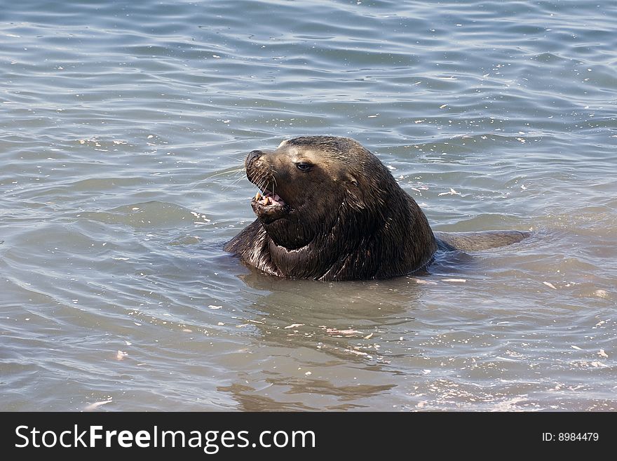 Northern Sea-lion (Eumetopias Jubatus)